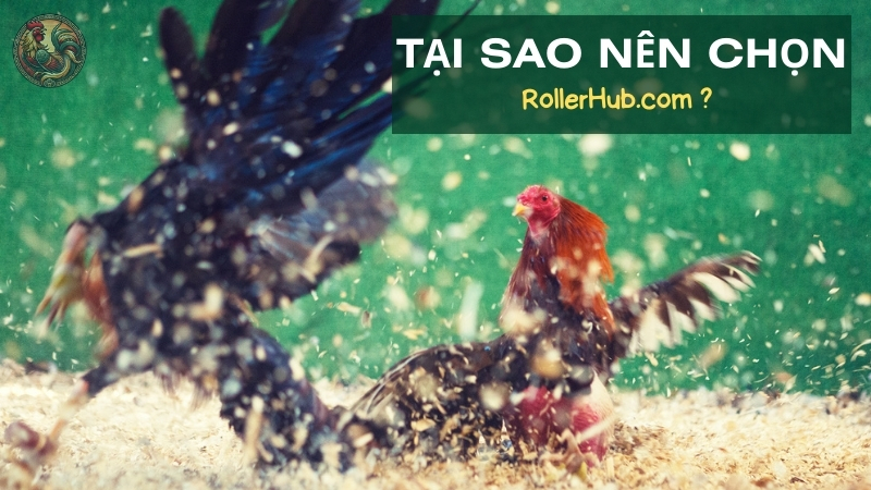 Tại sao nên chọn RollerHub.com?