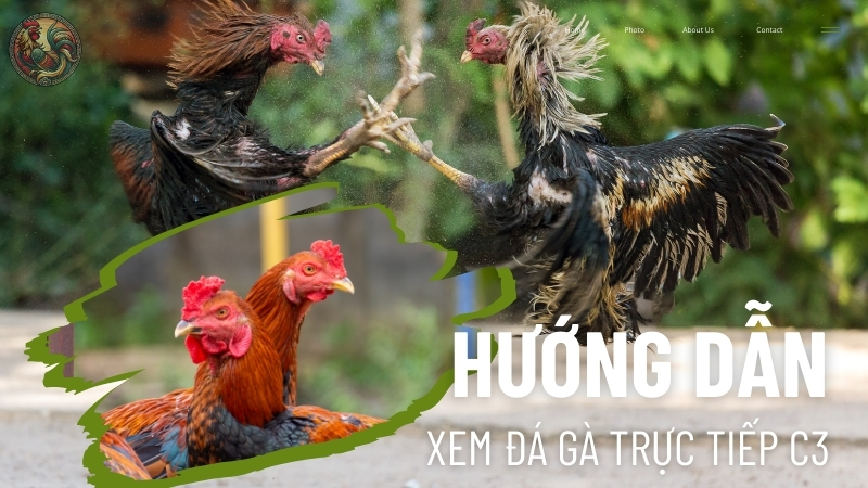 Hướng dẫn tham gia xem đá gà trực tiếp C3